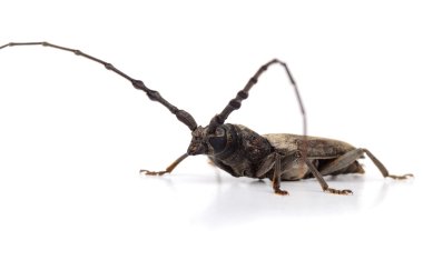 Beyaz bir arka plan üzerinde izole matkap (Batocera rufomaculata)