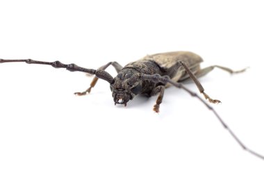 Beyaz bir arka plan üzerinde izole matkap (Batocera rufomaculata)