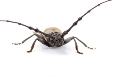 Beyaz bir arka plan üzerinde izole matkap (Batocera rufomaculata)