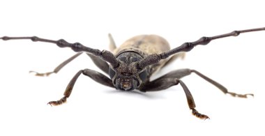 Beyaz bir arka plan üzerinde izole matkap (Batocera rufomaculata)