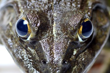 Kurbağa - aşırı göz yakın