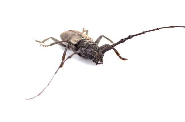 Barrenador (Batocera rufomaculata) aislado sobre un fondo blanco — Foto de Stock