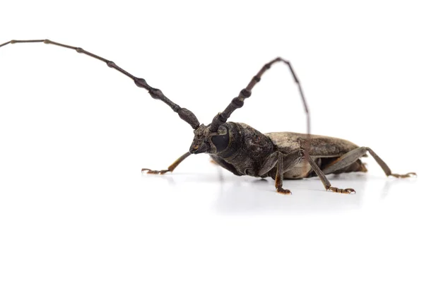 Broca (Batocera rufomaculata) isolada sobre fundo branco — Fotografia de Stock