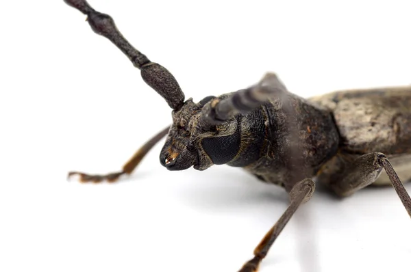 Borkenkäfer (batocera rufomaculata) isoliert auf weißem Hintergrund — Stockfoto