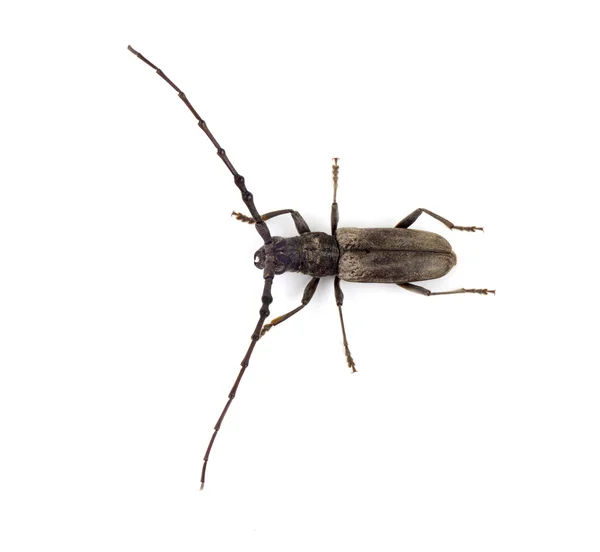 Broca (Batocera rufomaculata) isolada sobre fundo branco — Fotografia de Stock