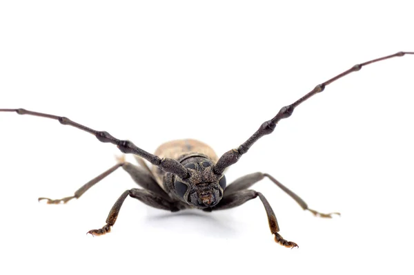 Borer (Batocera rufomaculata) isolated on a white background — Stock Photo, Image