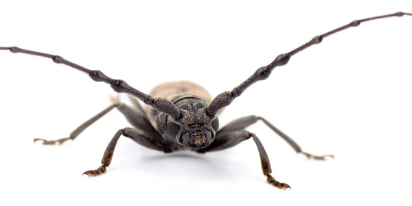 Borkenkäfer (batocera rufomaculata) isoliert auf weißem Hintergrund — Stockfoto