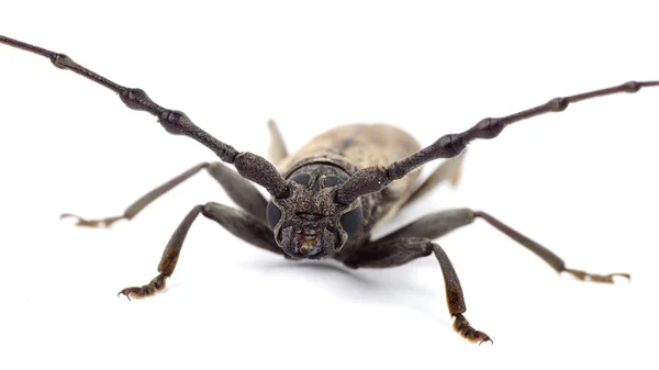 Borer (Batocera rufomaculata) geïsoleerd op een witte achtergrond — Stockfoto