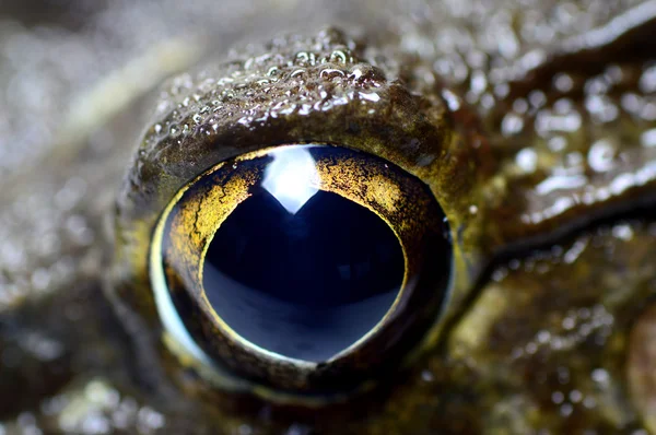 Frog - Extreme Close up of Eye — Stock Photo, Image