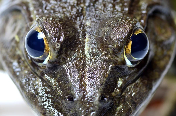 Kurbağa - aşırı göz yakın