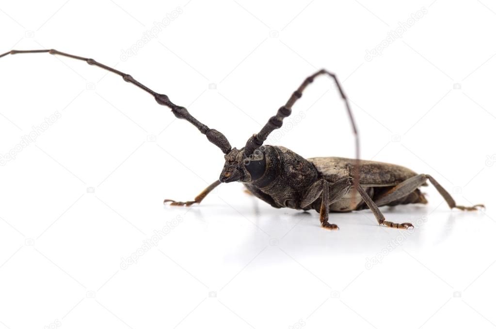 Borer (Batocera rufomaculata) isolated on a white background