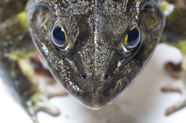 Kurbağa - aşırı göz yakın