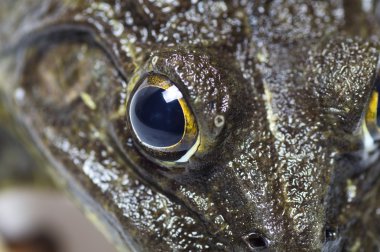 Kurbağa - aşırı göz yakın