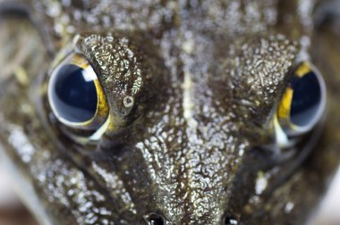 Kurbağa - aşırı göz yakın