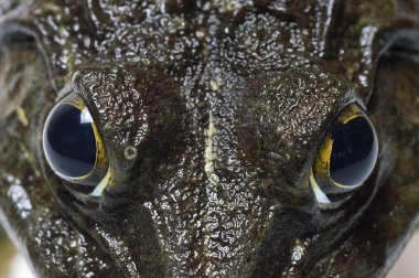 Kurbağa - aşırı göz yakın