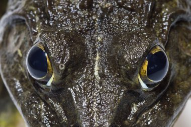 Kurbağa - aşırı göz yakın