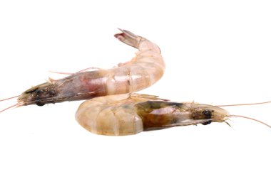 Taze karides veya izole karides beyaz arka plan üzerinde