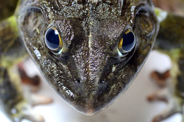 Kurbağa - aşırı göz yakın
