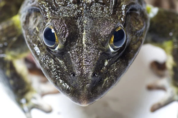 Kurbağa - aşırı göz yakın
