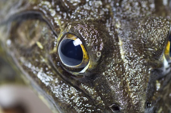 Kurbağa - aşırı göz yakın