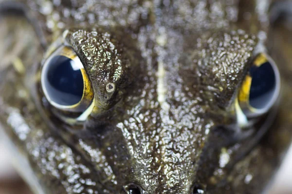 Kurbağa - aşırı göz yakın