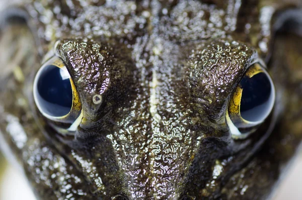 Kurbağa - aşırı göz yakın