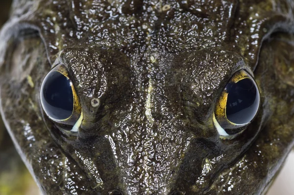 Kurbağa - aşırı göz yakın