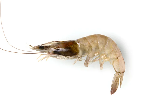 Fresh Prawn or Shrimp Isolated on white background — Stock Photo, Image