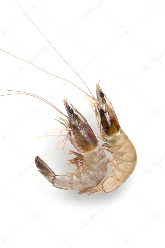 Fresh Prawn or Shrimp Isolated on white background