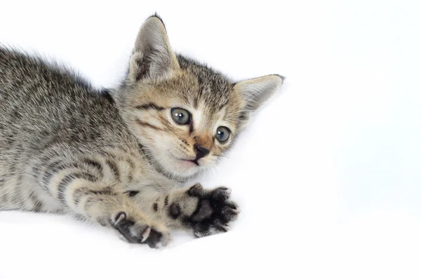 Grey striped kitten. Playing Cat. — Stock Photo, Image