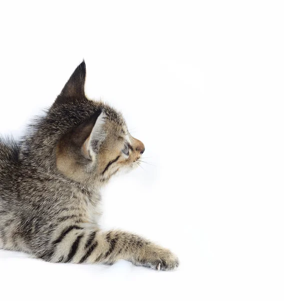 Grey striped kitten. Playing Cat. — Stock Photo, Image