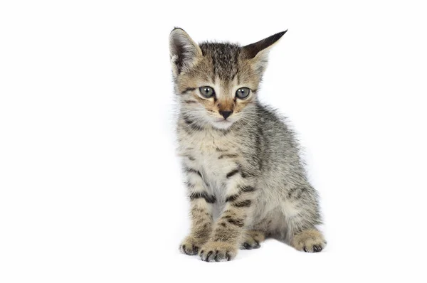 Grey striped kitten. Playing Cat. — Stock Photo, Image