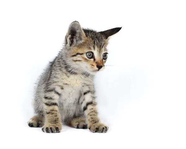 Grau gestreiftes Kätzchen. Katze spielen. — Stockfoto