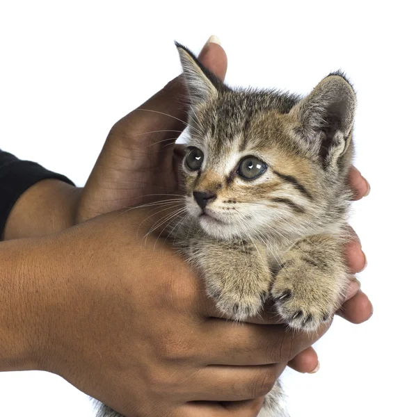 Small kitten in human hands — Stock Photo, Image