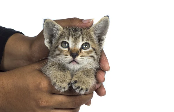 Small kitten in human hands — Stock Photo, Image