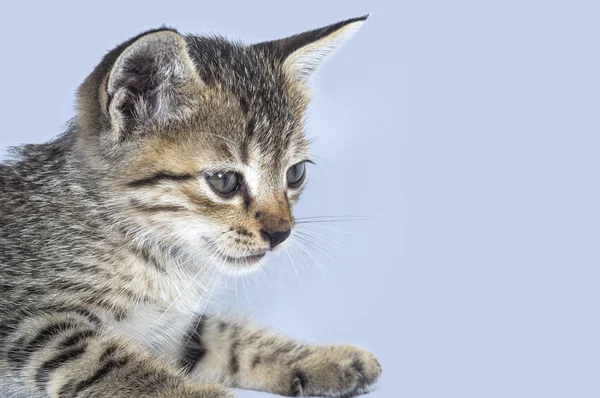 Grey striped kitten. Playing Cat. — Stock Photo, Image