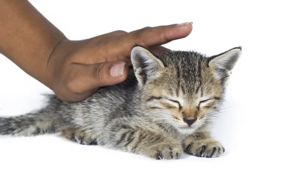 Small kitten in human hands. little kitten asleep on the human's hands over white background. — Stock Photo, Image