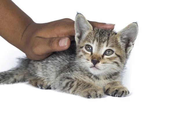 Small kitten in human hands. little kitten asleep on the human's hands over white background. — Stock Photo, Image