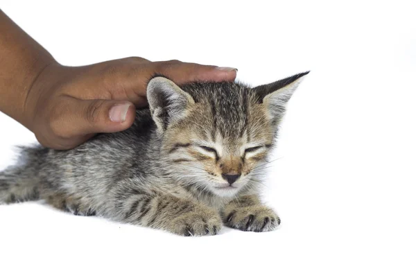 Kleines Kätzchen in Menschenhänden. kleines Kätzchen schläft auf den Händen des Menschen vor weißem Hintergrund. — Stockfoto