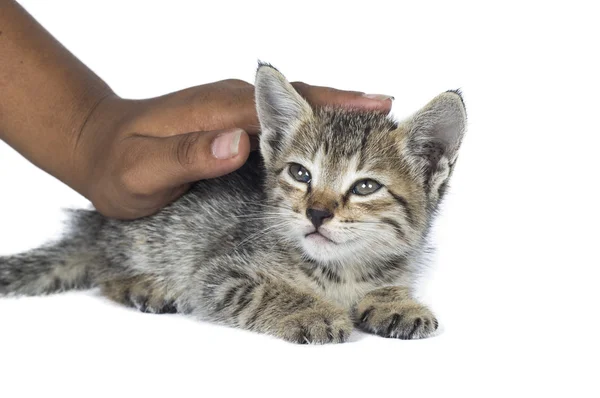 Small kitten in human hands. little kitten asleep on the human's hands over white background. — Stock Photo, Image