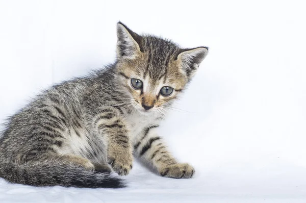 Grau gestreiftes Kätzchen. Katze spielen. — Stockfoto