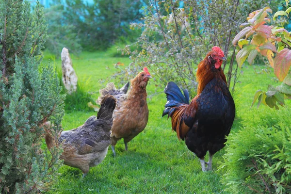 Κόκορας και κοτόπουλα σε περίπατο — Φωτογραφία Αρχείου