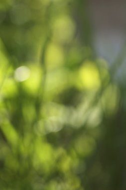 Parlak yeşil arka plan bulanık