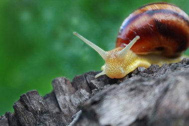 Salyangoz bulanık yeşil arka plana sahip bir güdük üzerinde