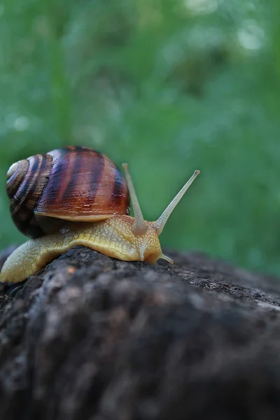 Caracol em um toco com um fundo verde desfocado — Fotografia de Stock