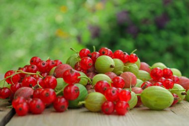 Kırmızı kuş üzümü ve bektaşi bulanık arka planda