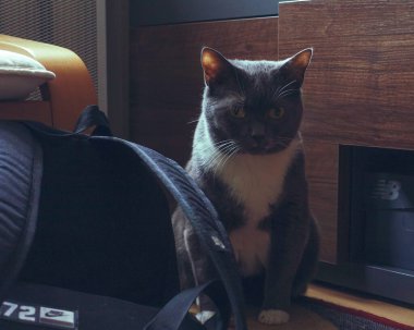 Kedi sırt çantasının yanındaki odada.