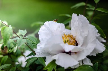Güzel botanik fotoğrafı, doğal duvar kağıdı.