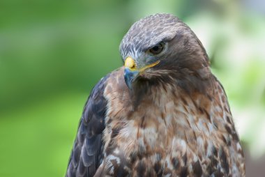 Şahin, Buteo buteo, baş detay