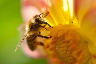Çiçek izole yaban arısı